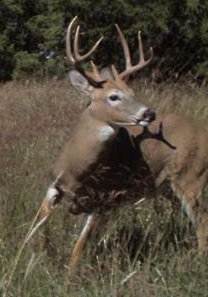 A deer at the Oak Creek Ranch near Lake City, Barber County, Kansas.

Photo courtesy of Ronnie Hoagland, used with his permission, all rights reserved.