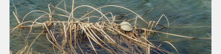 Turtle In A Stock Pond, Comanche County, Kansas.  Photo by Bobbi (Hackney) Huck.