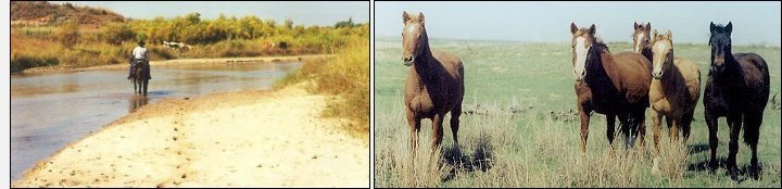 At left: Cattle Roundup on the Cimmaron River.
at right: 'Where've You Been?' 
Both photos by Bobbi Huck.