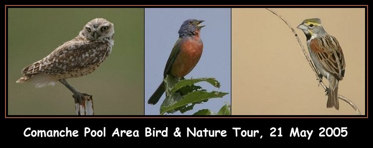 Comanche Pool Area Bird & Nature Tour Scheduled for 21 May 2005.

CLICK HERE FOR MORE INFORMATION.

Left to right: Burrowing Owl, Painted Bunting, Dicksissel. Photos by Kyle Gerstner, copyright Kyle Gerstner 2004. All rights reserved.  Used with his permission.