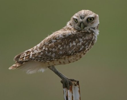 Burrowing Owl,  Comanche County, Kansas.

Photo by Kyle Gerstner, copyright Kyle Gerstner 2004.

All rights reserved. Used with his permission.