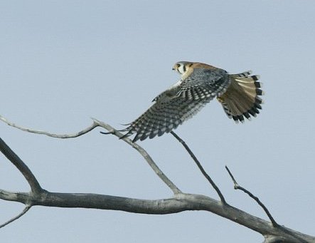 Kestrel,  Comanche County, Kansas.

Photo by Kyle Gerstner, copyright Kyle Gerstner 2004.

All rights reserved. Used with his permission.