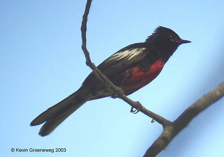 Painted Redstart at Lake Coldwater,  Comanche County, Kansas.

Photo by Kevin Groeneweg, copyright Kevin Groeneweg 2003.

All rights reserved. Used with his permission.