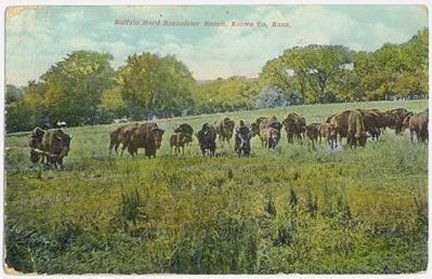 Buffalo on the Rockefeller Ranch near Belvidere, Kiowa County, Kansas, from a postcard circa 1910.