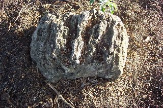 One of the rocks which may mark graves in Aetna Cemetery, Barber County, Kansas. Photo courtesy of Phyllis Scherich.