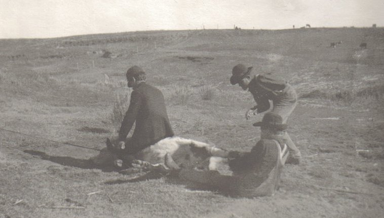 Three men branding a calf.

Photo courtesy of Rhonda (Cline) Nickel.