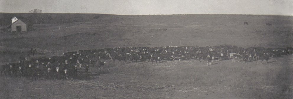 Cattle in a pasture, possibly in Comanche County, Kansas.

Photo courtesy of Rhonda (Cline) Nickel.