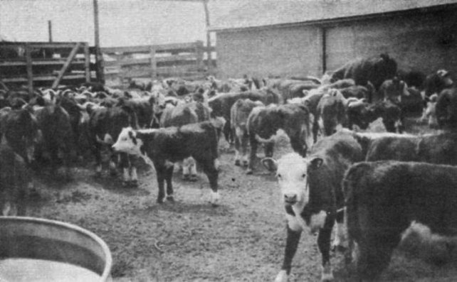 Photo from the Diamond Jubilee Historical Souvenir Program. Coldwater, KS: Western Star, 1959.