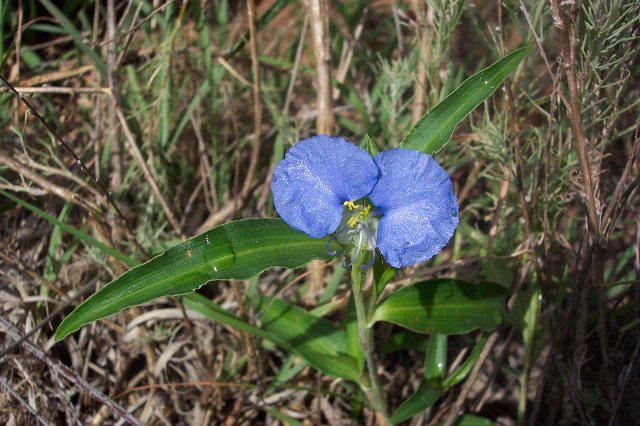 Asiatic Dayflower, Comanche County, Kansas.   Photograph by Phyllis Scherich.