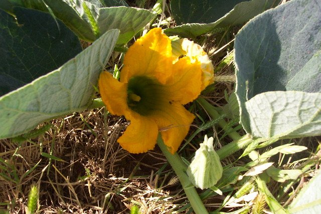 Buffalo Gourd, Comanche County, Kansas.   Photograph by Phyllis Scherich.