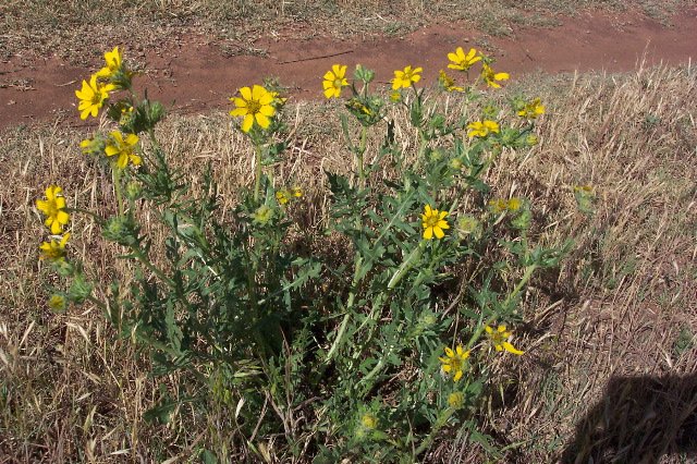 Engelmann's Daisy, Comanche County, Kansas.   Photograph by Phyllis Scherich.