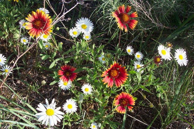 Indian Blanket wildflowers with Lazy Daisy wildflowers, Comanche County, Kansas.   Photograph by Phyllis Scherich.