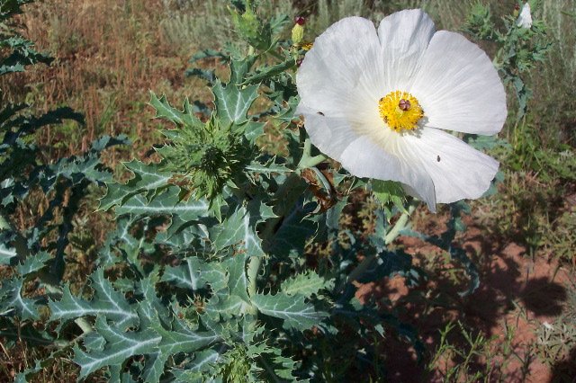 Prickly Poppy, Comanche County, Kansas.   Photograph by Phyllis Scherich.