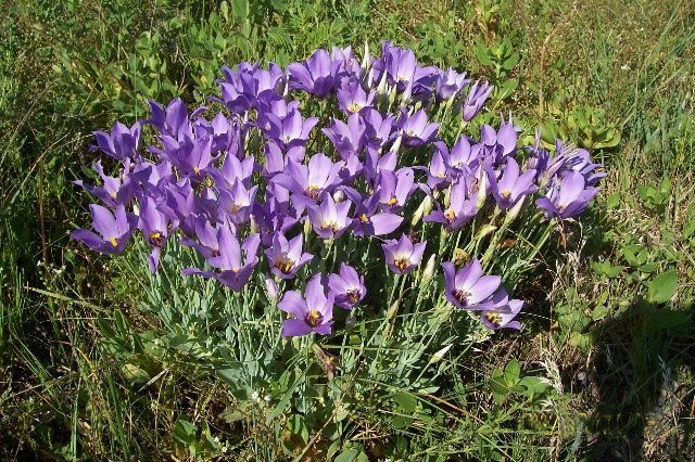 Russell's eustoma, Eustoma grandiflorum (also called Russell's prairie-gentian), Comanche County, Kansas.   Photograph by Phyllis Scherich, 8 Aug 2005.