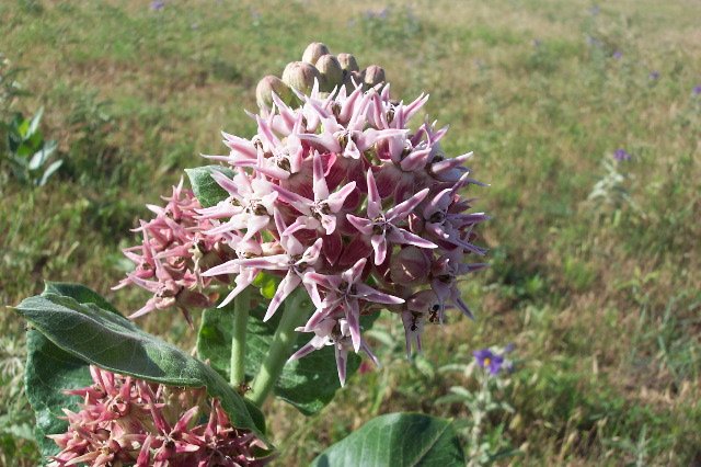 Showy Milkweed, Comanche County, Kansas.   Photograph by Phyllis Scherich.