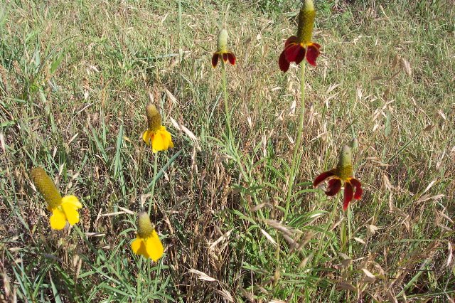 Upright Prairie Coneflower, Comanche County, Kansas.   Photograph by Phyllis Scherich.