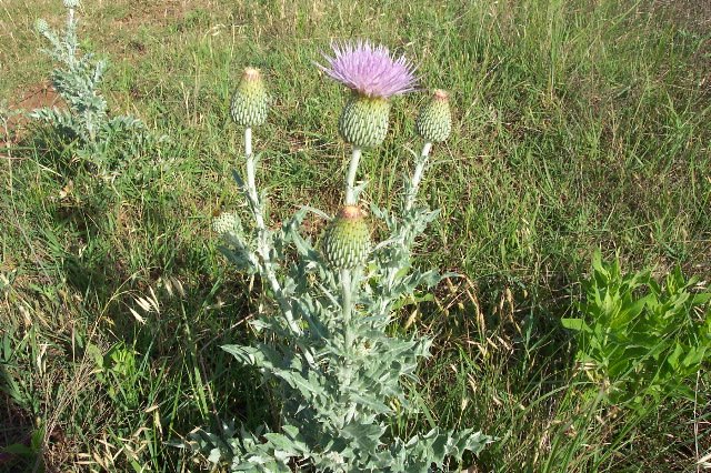 Wavy-leaf Thistle, Comanche County, Kansas.   Photograph by Phyllis Scherich.