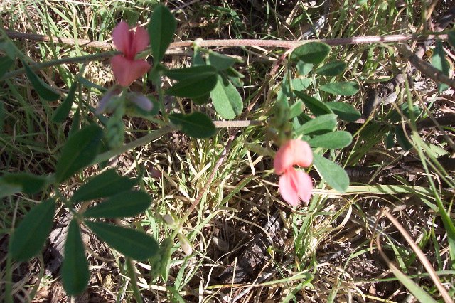 Western Indigo, Comanche County, Kansas.   Photograph by Phyllis Scherich.