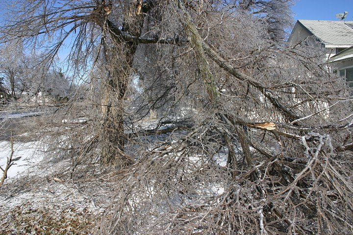 Ice Storm, February 2005, 

 Comanche County, Kansas.

Photo by Dennies Andersen, copyright Dennies Andersen.  All rights reserved. Used with his permission.