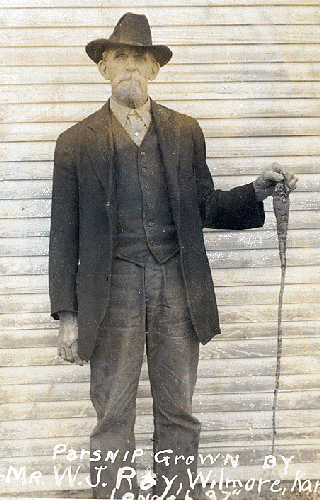 Mr. W.J. Ray of Wilmore, Comanche County, Kansas, with his 37 inch long parsnip. Photo by John Edward Schrock, courtesy of Janet (Schrock) Hubbard.