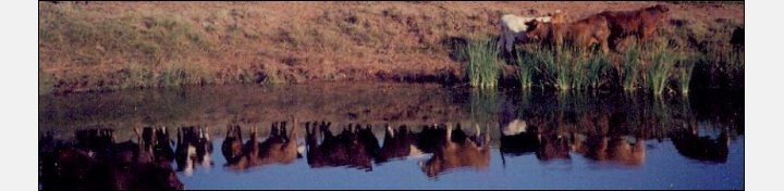 Cattle at a Pond in Comanche County, Kansas.

Photo by Bobbi Huck.