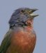 Painted Bunting, Comanche County, Kansas.

Photo by Kyle Gerstner, copyright Kyle Gerstner 2004.

All rights reserved. Used with his permission.