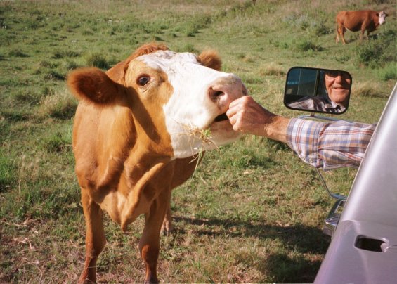 Fred Booth of Wilmore, Comanche County, Kansas, reaches out of his pickup truck to feed his favorite cow, who he called 'Grandma', a bit of grass. Photo courtesy of Cathy Anderson.

CLICK ON THE IMAGE TO VIEW A LARGER IMAGE