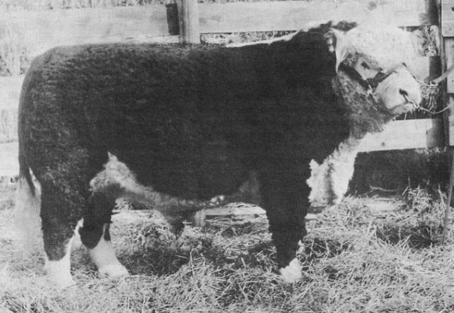 New Eden Polled Herefords, Wilmore, Comanche County, Kansas.  Photo from the 1959 Diamond Jublilee booklet.