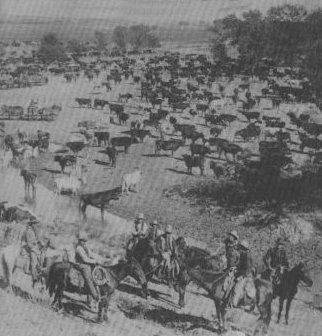 A Comanche Pool cattle roundup, Comanche County, Kansas.  Photo from the cover of 'Kansas: The Priceless Prairie' by Mary Einsel.