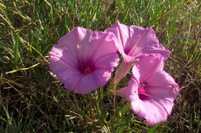 Bush morning glory, Comanche County, Kansas.   Photograph by Phyllis Scherich.