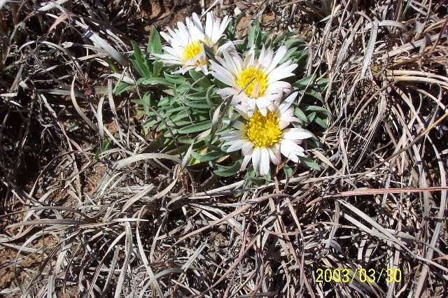 Easter Daily, Comanche County, Kansas.   Photograph by Phyllis Scherich.