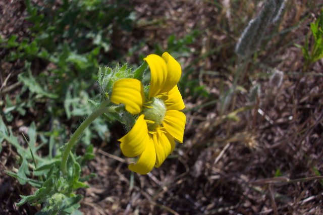 Engelmann's Daisy, Comanche County, Kansas.   Photograph by Phyllis Scherich.