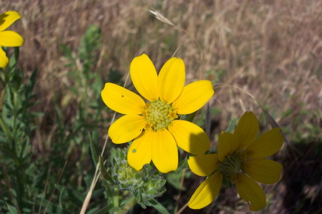 Engelmann's Daisy, Comanche County, Kansas.   Photograph by Phyllis Scherich.