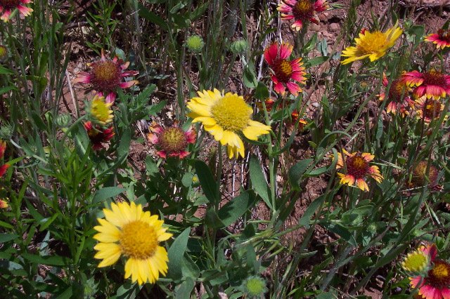 Indian Blanket wildflower, Comanche County, Kansas.   Photograph by Phyllis Scherich.