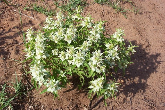 Lemon Paintbrush, Comanche County, Kansas.   Photograph by Phyllis Scherich.