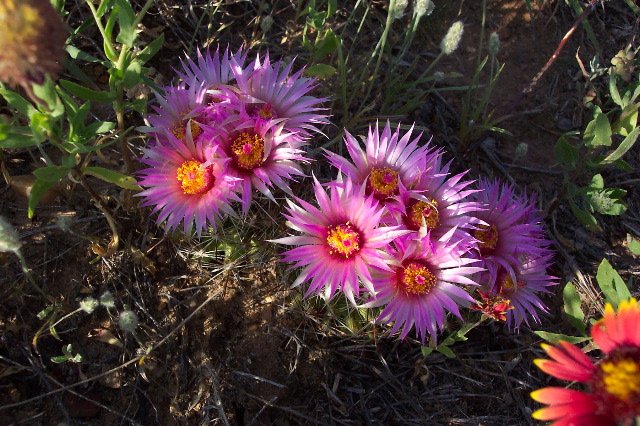 Pincushion Cactus flower, Comanche County, Kansas.   Photograph by Phyllis Scherich.