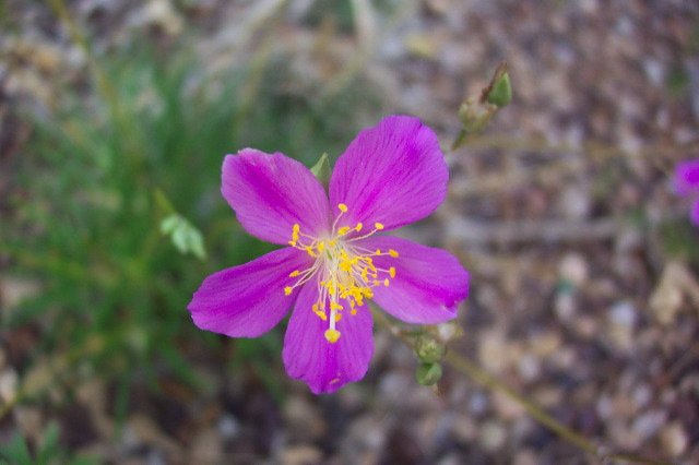 Rockpink Fame flower, Comanche County, Kansas.   Photograph by Phyllis Scherich.