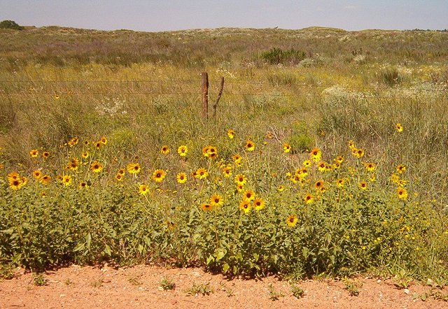 Sunflowers, Comanche County, Kansas.   Photograph by Bobbi Huck.