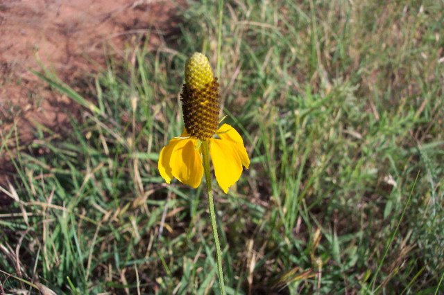 Upright Prairie Coneflower, Comanche County, Kansas.   Photograph by Phyllis Scherich.