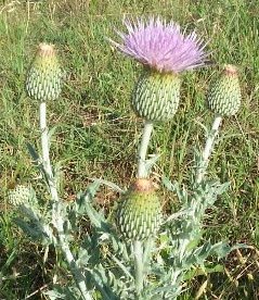 THE WAVY LEAF THISTLE, Comanche County, Kansas.

This gallery of photographs by Phyllis Scherich pictures some of the wildflowers which grow in Comanche County, Kansas.