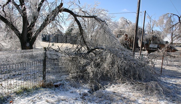 Ice Storm, February 2005, 

 Comanche County, Kansas.

Photo by Dennies Andersen, copyright Dennies Andersen.  All rights reserved. Used with his permission.